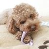 图片 (犬玩具) 印度棉牙膏玩具凉鞋
